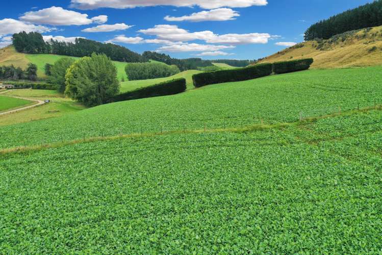 82 Paradise Gully Road Ngapara_19