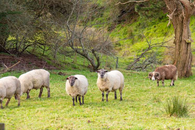 242 West Road Mauriceville_25