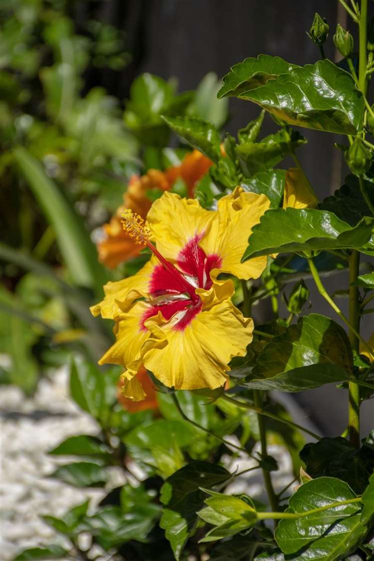 8 Ngaire Way Papamoa_20