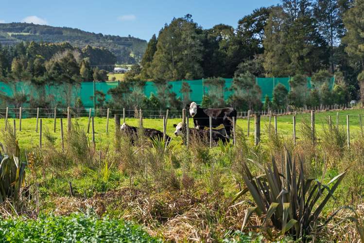 46 Kahikatea Drive Poroti_34