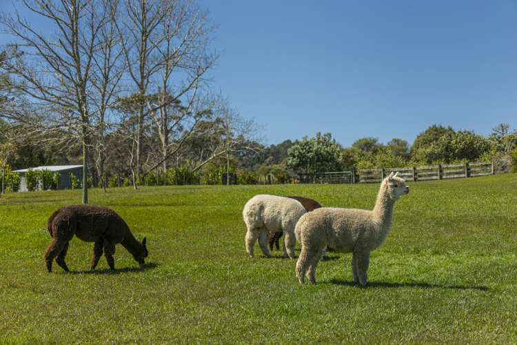 153e Green Road Dairy Flat_30