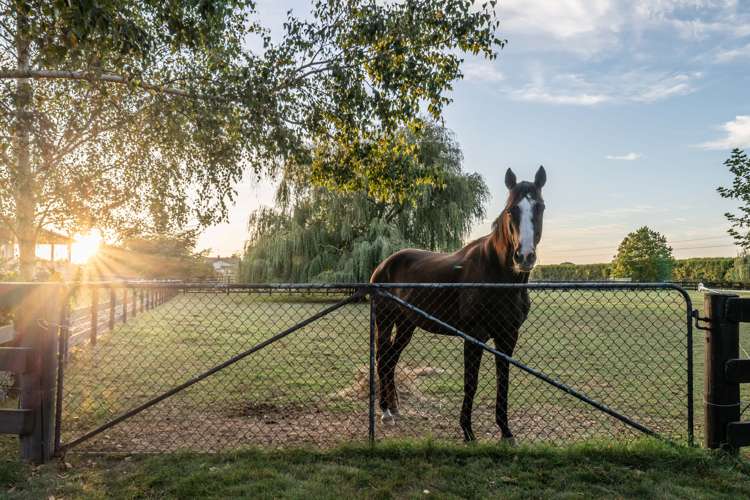 81 Racecourse Road Cambridge_30