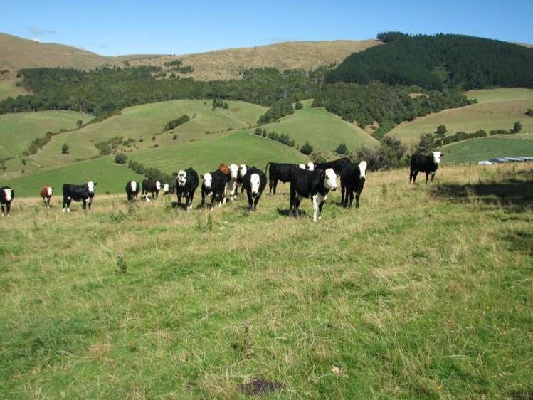 183 Gunn Road Catlins Surrounds_0