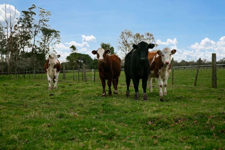 1507 Tauwhare Road Eureka_20