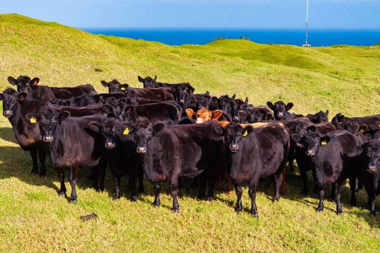 Pinaki Road Dargaville_10