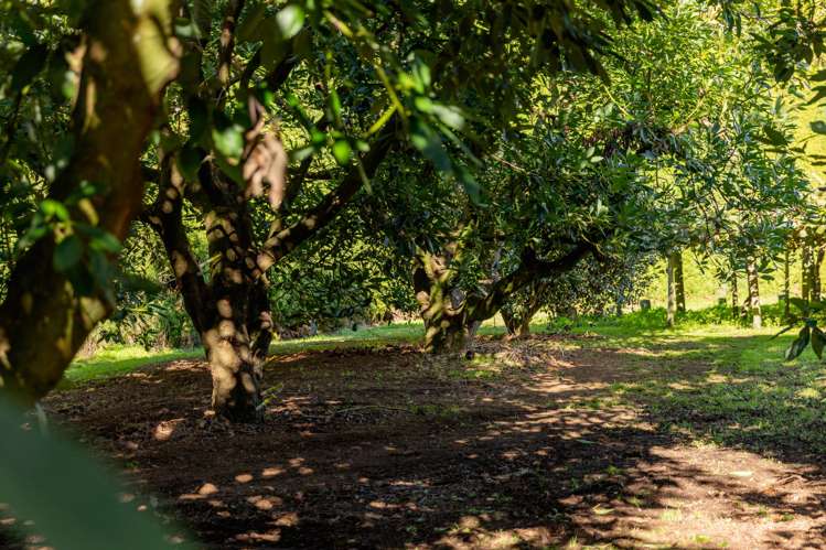 472 No 3 Road Te Puke_21