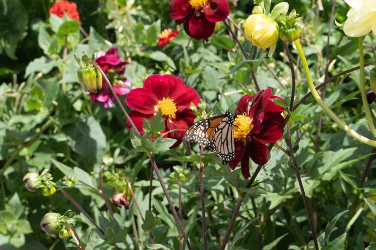 558 Picquet Hill Road Te Awamutu_23