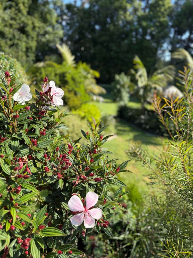 24A Banks Drive Aongatete_26