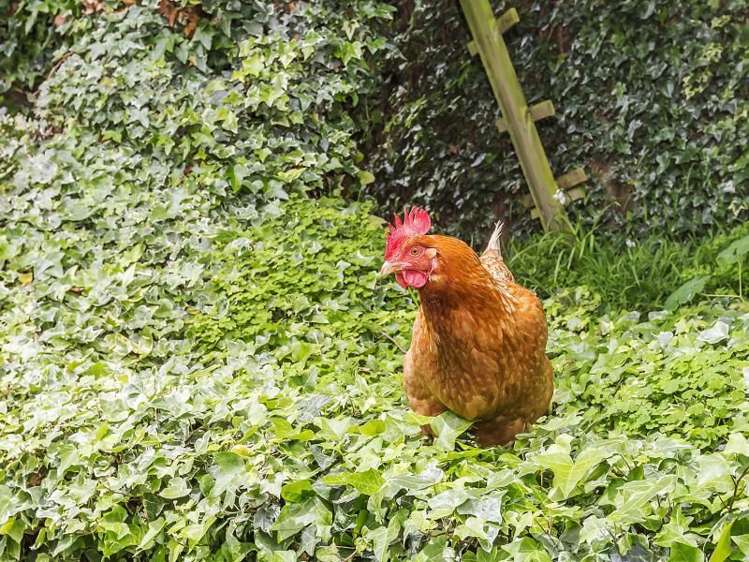 140 Onslow Road Khandallah_23