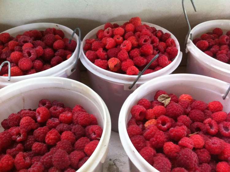 781 Outram-Mosgiel Road Mosgiel_21