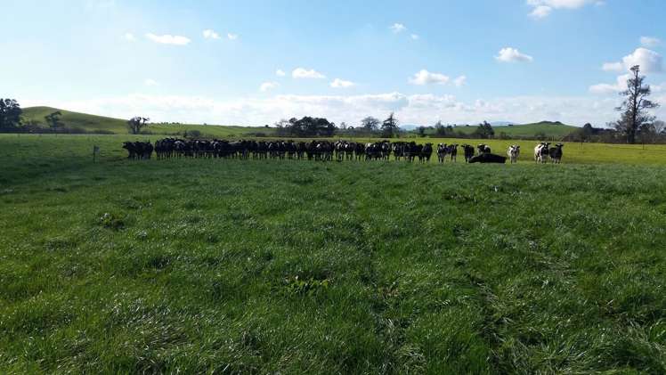 1966 Gordonton Road Taupiri_8