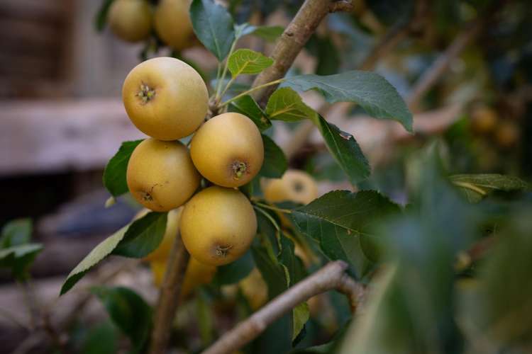 166 Owen Street Newtown_20