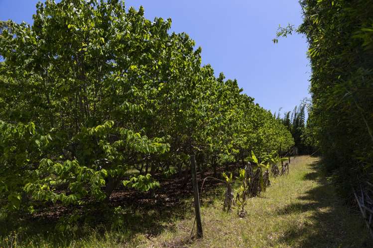 142 Takahe Road/ 2 Kaka St Ahipara_40