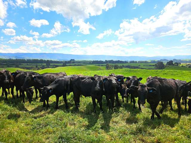 1428 Salisbury Road Kereru_3