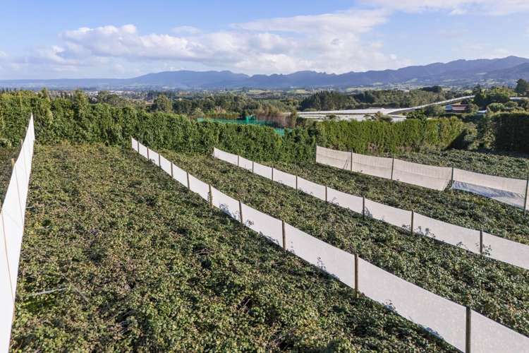 416 State Highway 2 Katikati_23