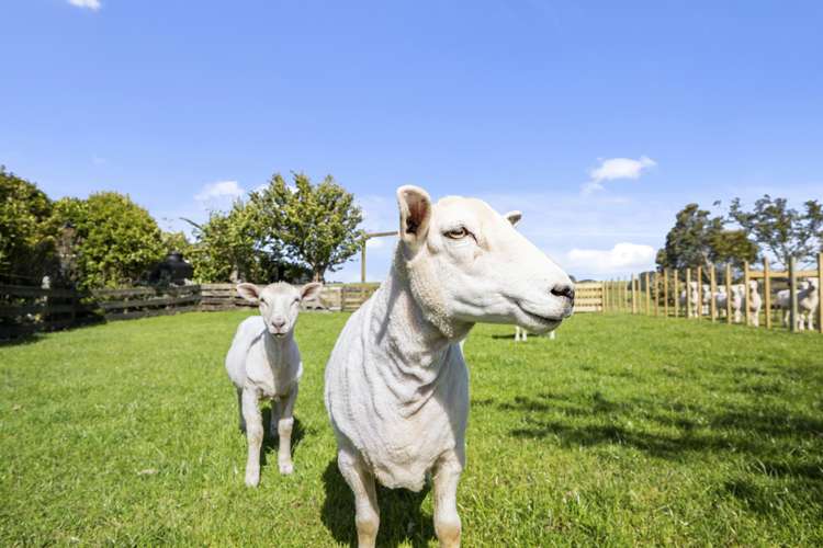 817 Egmont Road Hillsborough_18