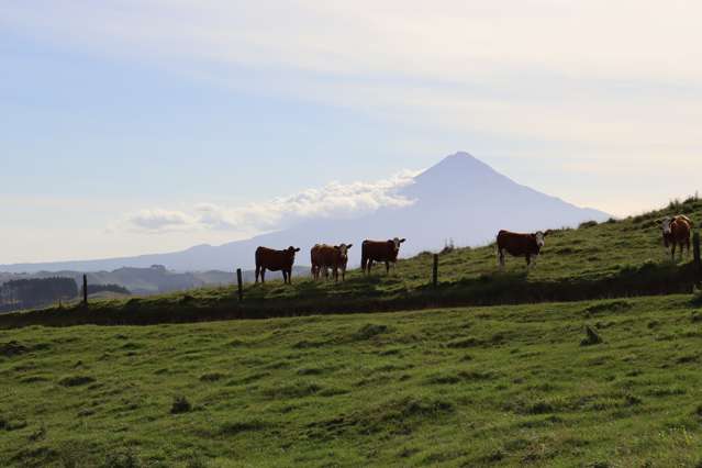 TE POPO DAIRY GRAZING / FINISHING FARM
