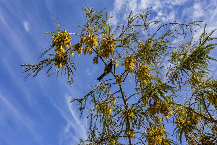 1228 Greta Road Greta Valley_10