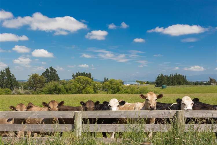 234 Carrs Road Loburn_25