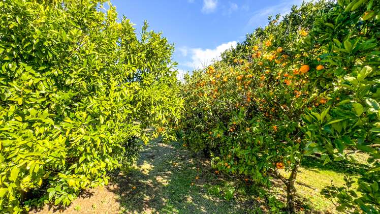 1079 Tairua Sh25 Road Whangamata_13