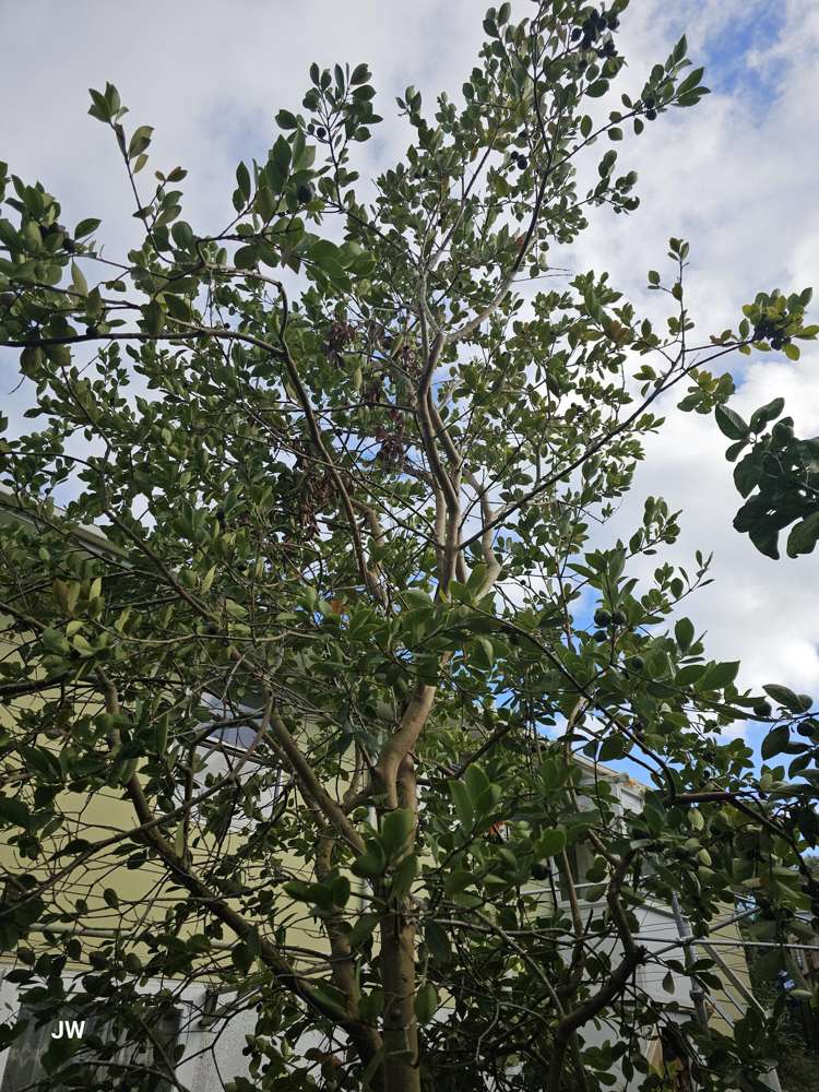 40 Zealandia Road Manly_19