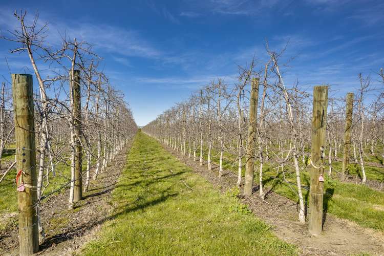 Kiwi Crunch Orchard Portfolio Twyford_11
