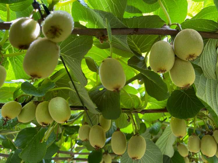 23 Wilson Road North Paengaroa_25