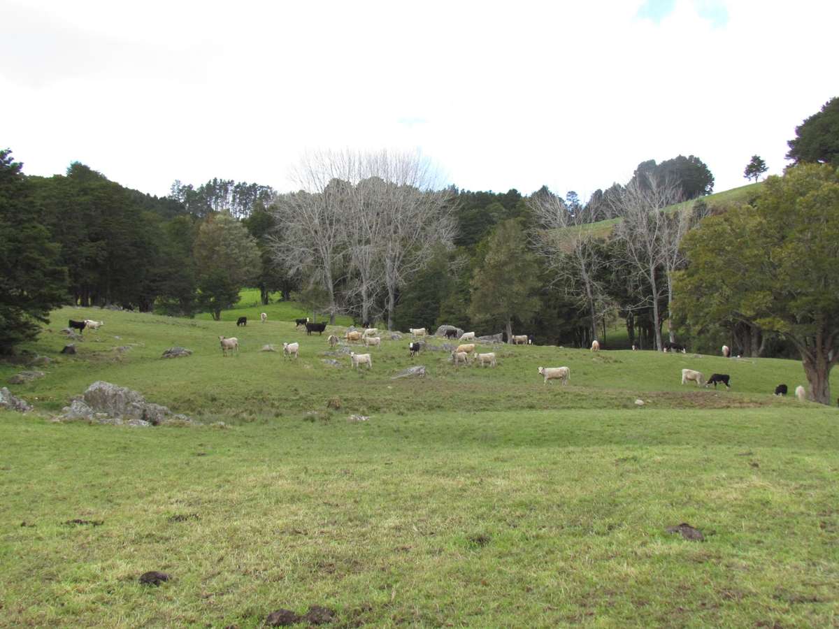 Tremain Road_5