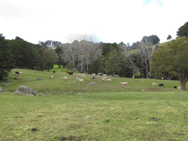 Tremain Road Ruatangata West_9