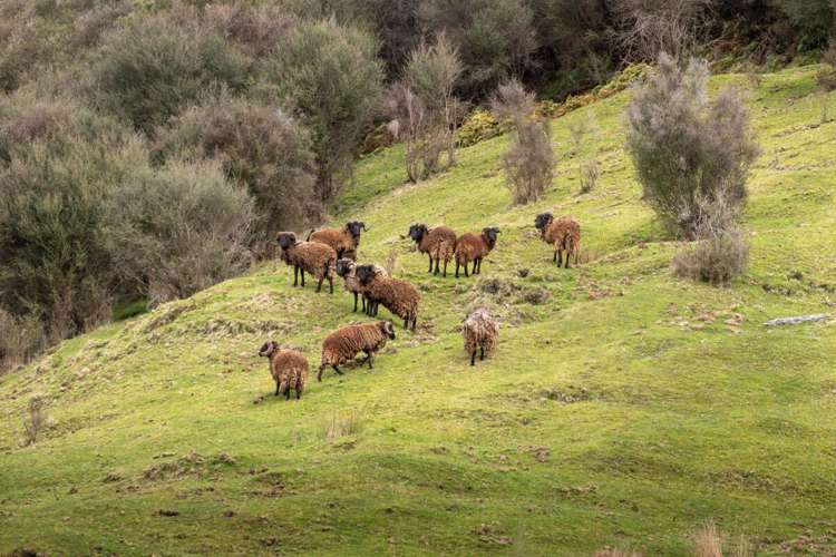 1246 Erua Road Raurimu_11