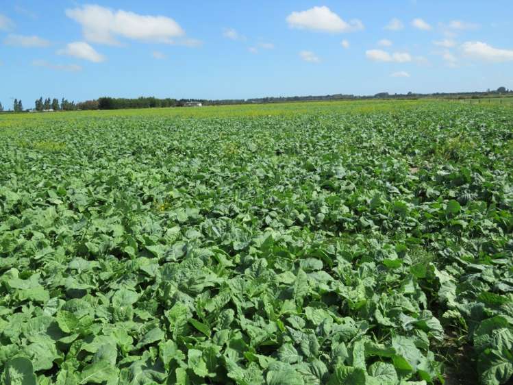 30 Griffiths Road Huntingdon_0