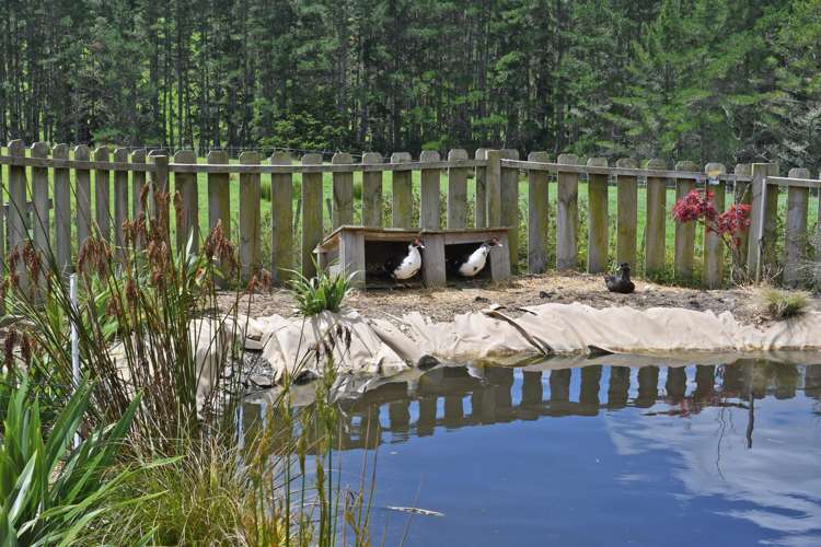 56 Wattle Lane Kaiwaka_24