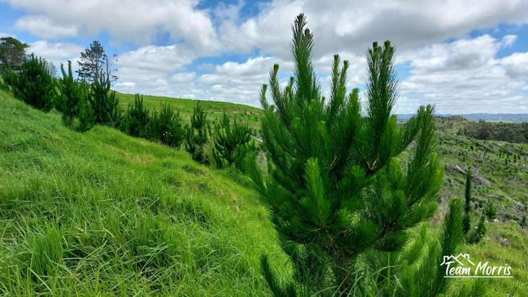 Lot 7/49 Kamea Place_0