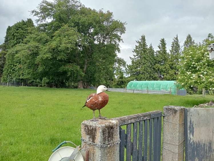 55 Otahu-Eastern Bush Road Eastern Bush_11