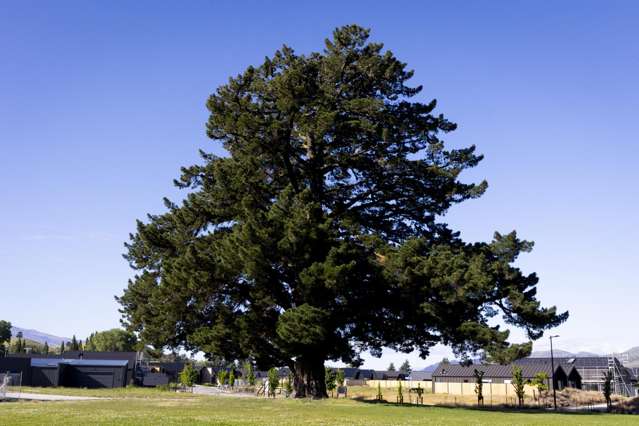 - Wooing Tree - Central Living Series Cromwell_2