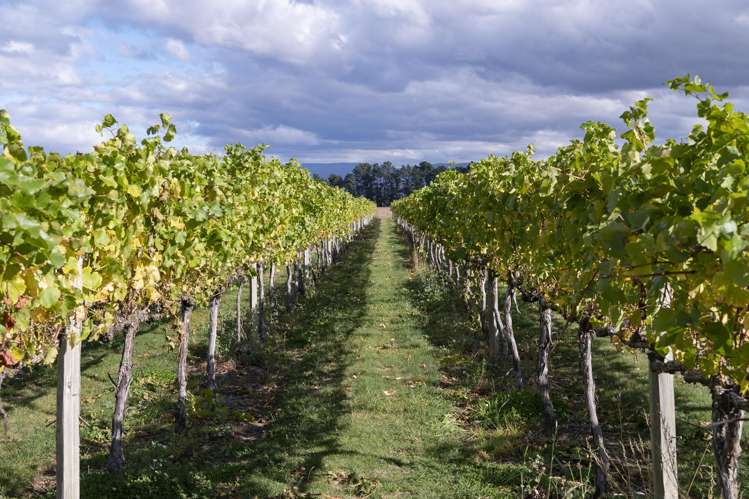 Ata Mara, 1427 Luggate-Cromwell Road and 67G Rush Lane Mount Pisa_12