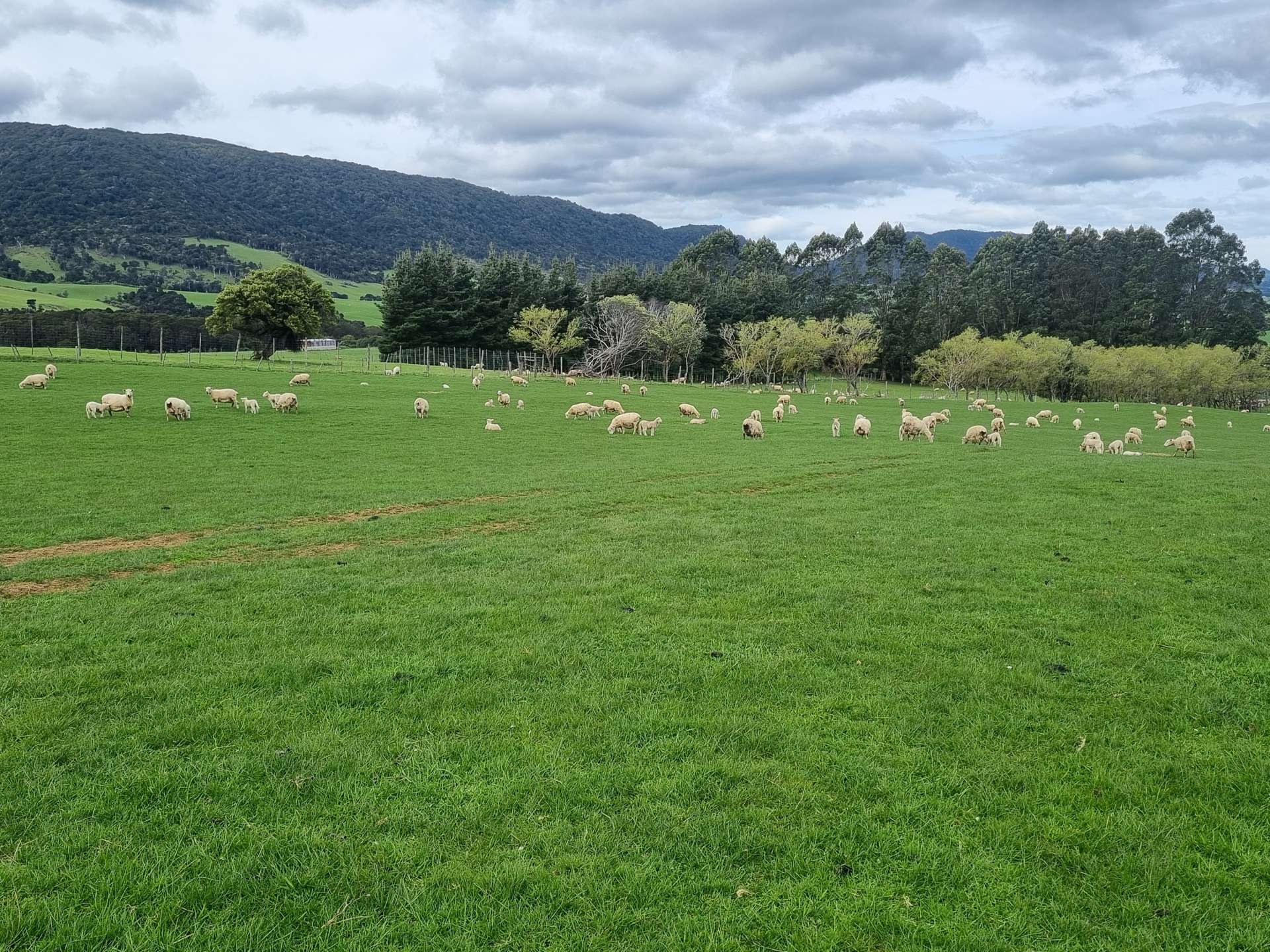 1384 Tahakopa Valley Road Catlins Surrounds_0