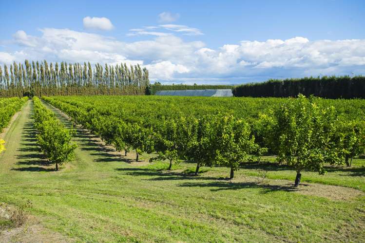 75 Brown Road Ormond_26