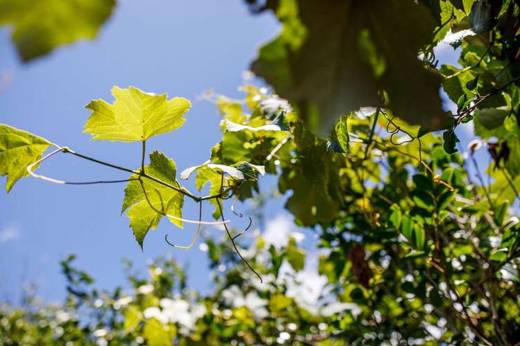 2a Tuati Street Ohope_40