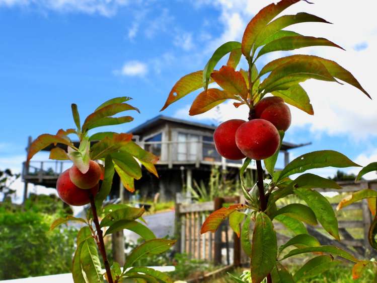 62 Kaitoke Lane Great Barrier Island_4