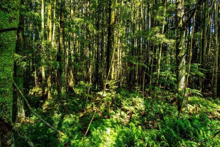 210 Waitekauri Road Waikino_7