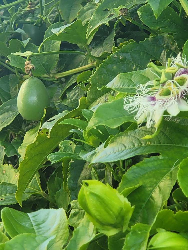 17 Hakanoa Street Huntly_44