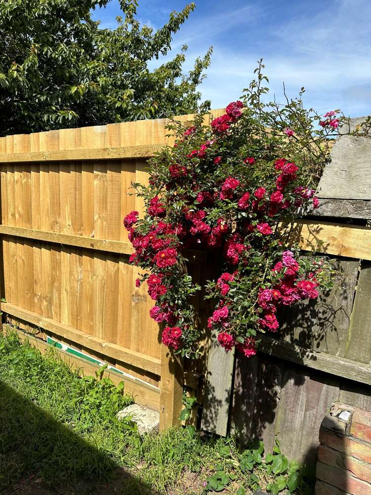 17b Leonie Place Aranui_10