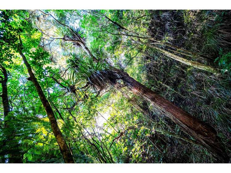 Lot 11/15 Manako Place Kerikeri_7