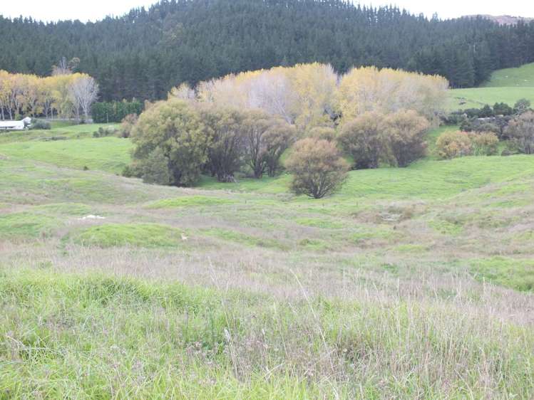 1884 Tangowahine Valley Road Dargaville Surrounds_8