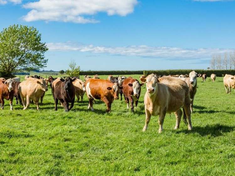 403 Te Ahu Ahu Road Waimate North_46