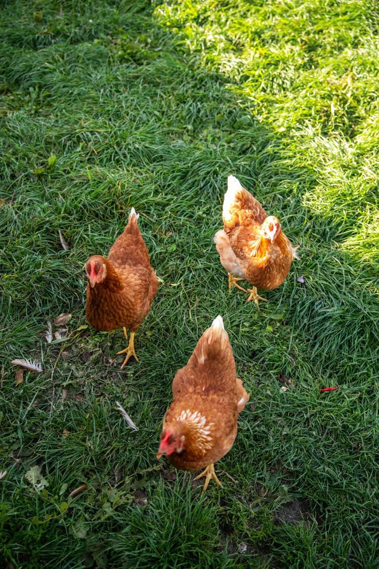 80 Ford Road Waihi_35