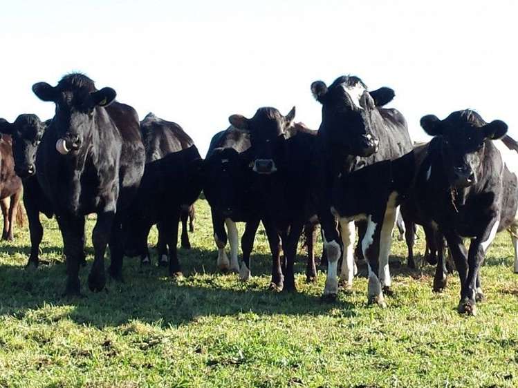 1102 Mangorei Road Mangorei_14