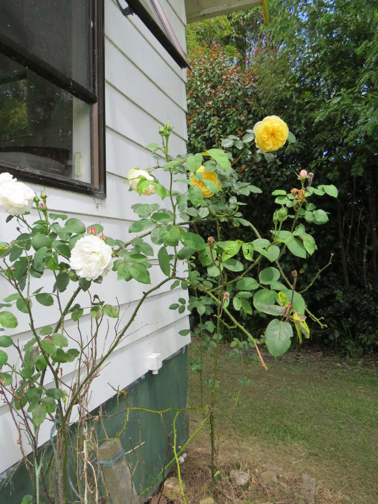 605 Whakapirau Road Whakapirau_10