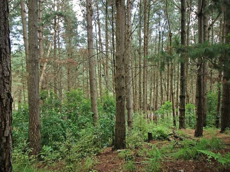 127 Kahuterawa Road Linton_19